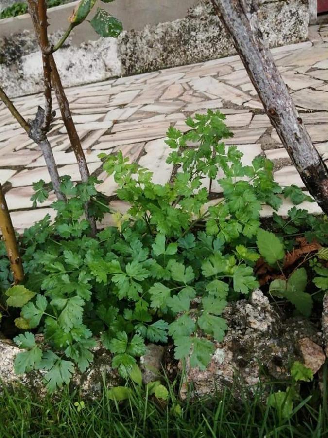 Casas Do Torreao 3 Casas De Alojamento Local Alfaiates Eksteriør billede
